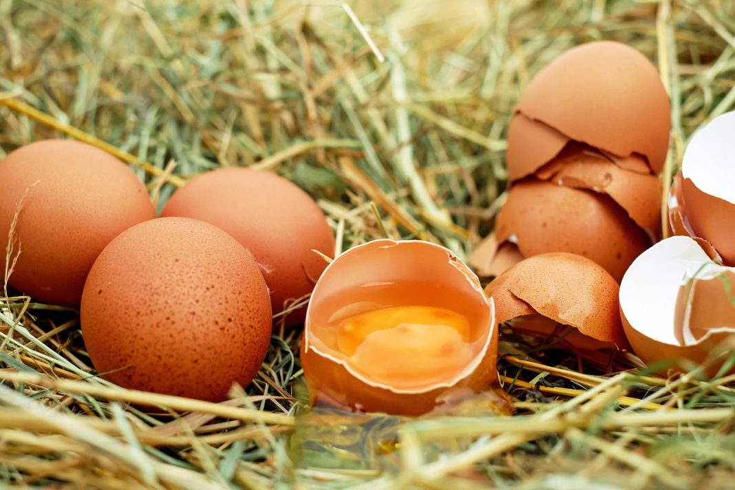 huevo alimento operacion bikini