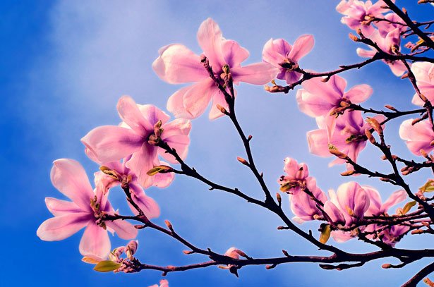 primavera calurosa