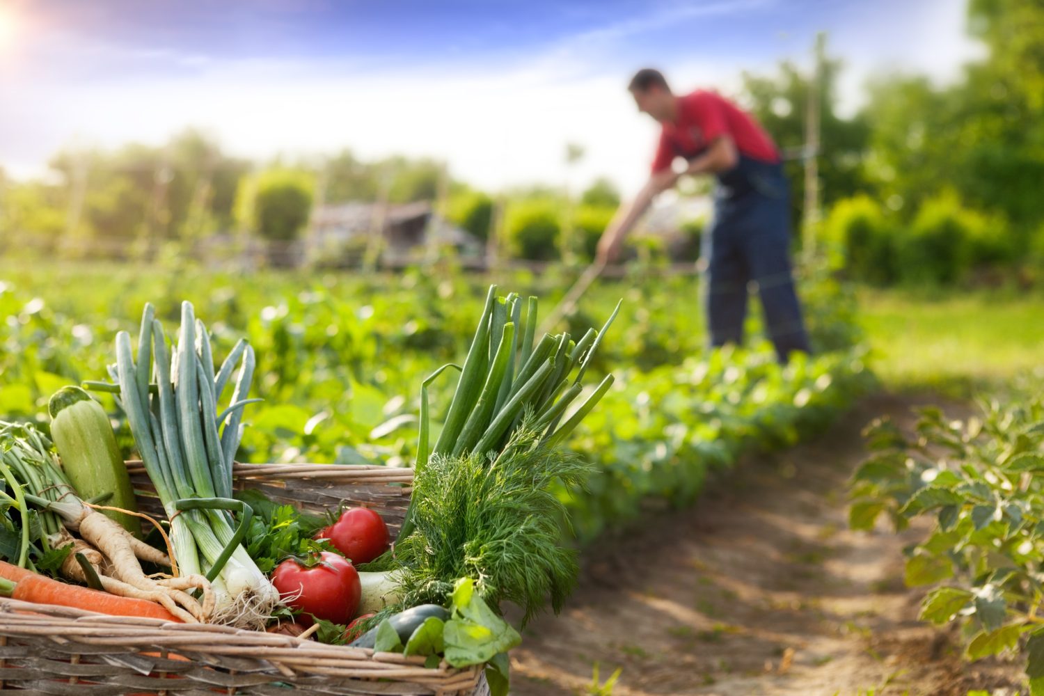 El Parlamento Europeo aprueba nuevas técnicas genómicas para una agricultura sostenible en la UE 1 Moncloa agricultura sostenible Europa