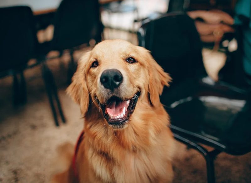¿DUDAS SI ADOPTAR UN PERRO?