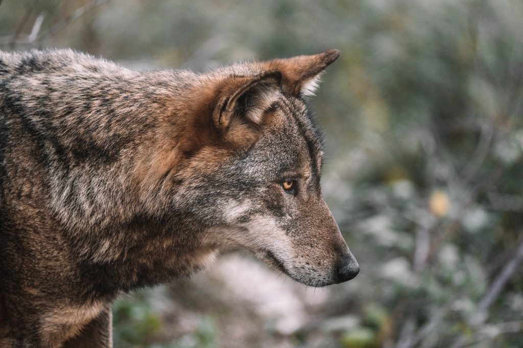 Los cazadores exigen a Teresa Ribera un mayor control del lobo 1 Moncloa cazadores Moncloa