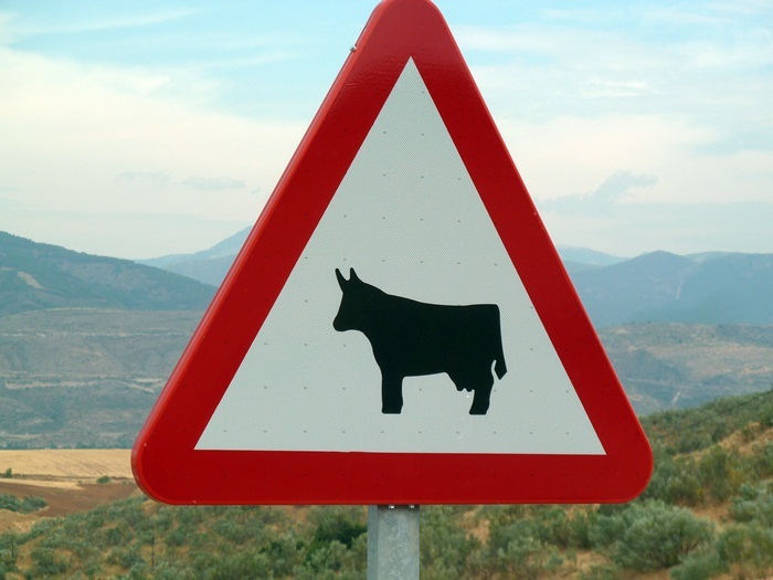 cruce animales