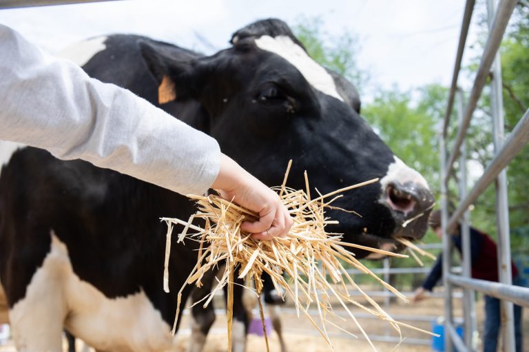 Boadilla del Monte celebra la II Feria de Gastronomía Hispanoamericana del 9 al 12 de octubre