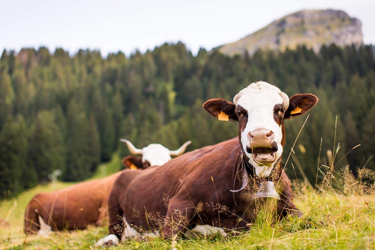 El campo español sacrifica al ganado El campo español sacrifica al ganado
