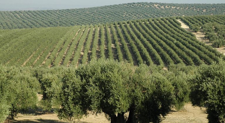 El precio del aceite de oliva en Jaén y Andalucía cae por debajo de 4 euros el kilo