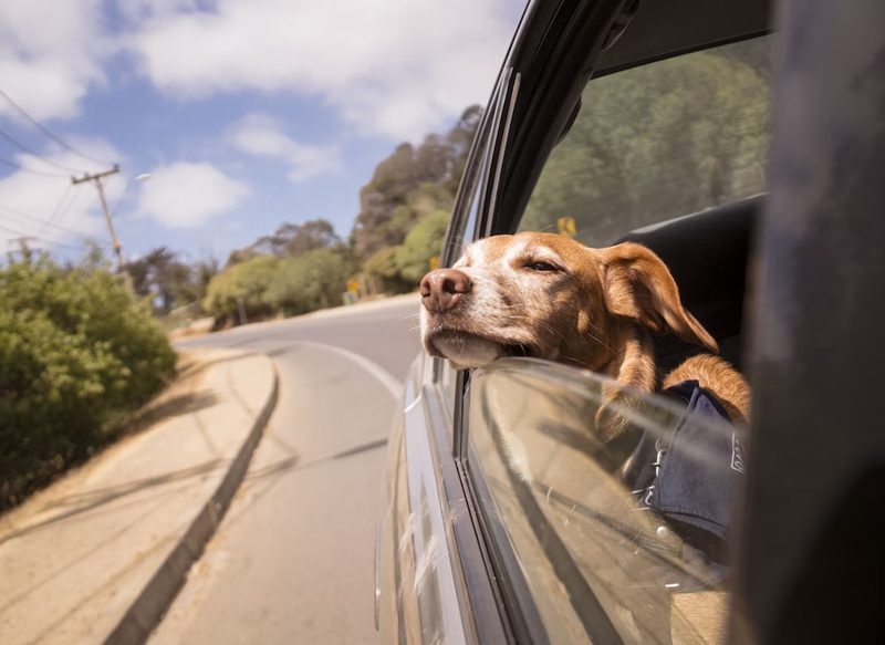 CÓMO LLEVAR TU MASCOTA EN EL COCHE