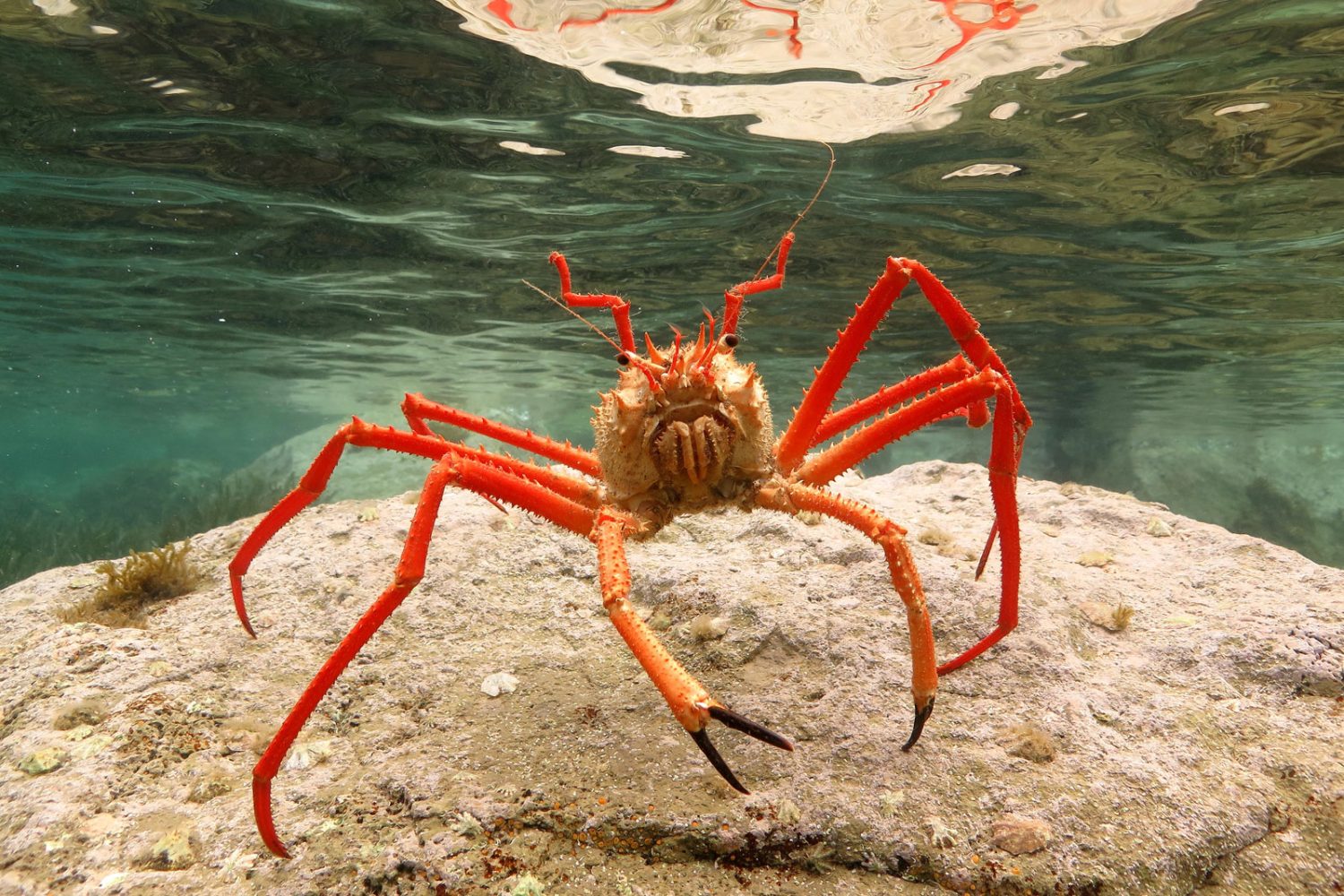 ¡Seguro que algunos te dejan en shock! Estos son los 10 animales más letales del mundo 2 Moncloa Cangrejo Araña