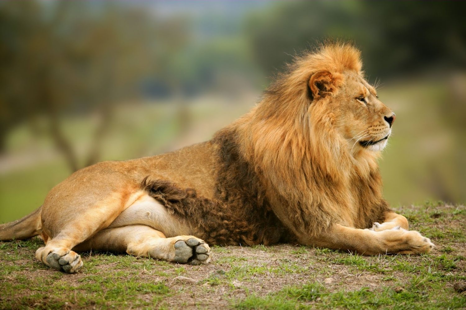 ¡Seguro que algunos te dejan en shock! Estos son los 10 animales más letales del mundo 1 Moncloa León