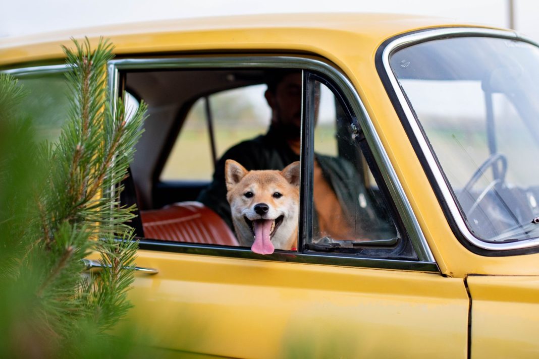 dgt mascotas viajen seguras