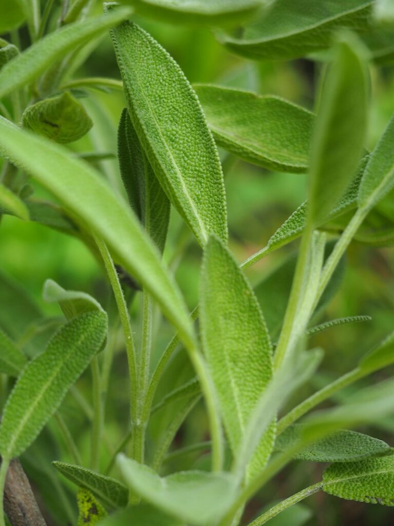 salvia