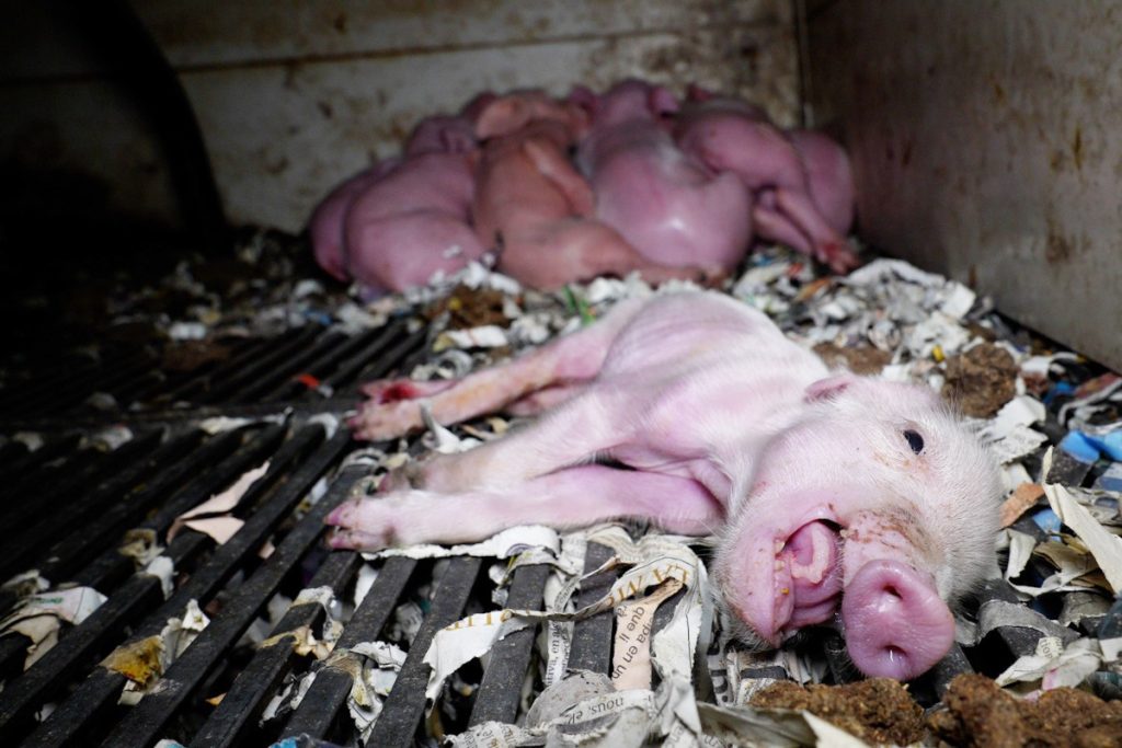 Cerdos caníbales en la granja del terror de Burgos 1 Moncloa Lechón moribundo en la granja del terror denunciada por OBA.