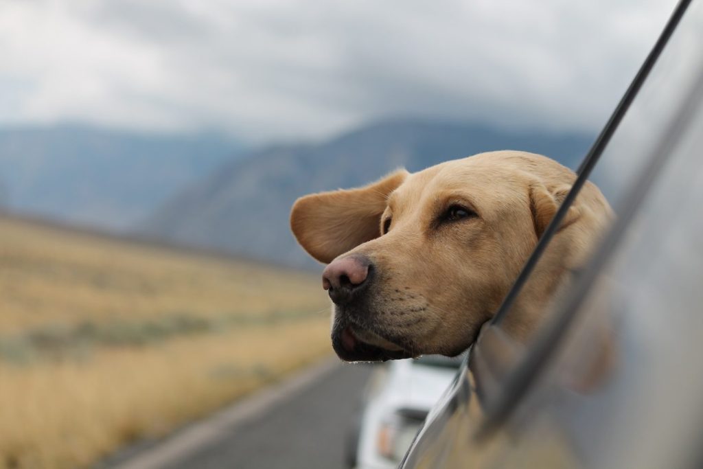 Recomendaciones para viajar con mascotas en coche según Ley de Bienestar Animal 2 Moncloa emerson peters oBCT3obZ6OY unsplash 1 Moncloa