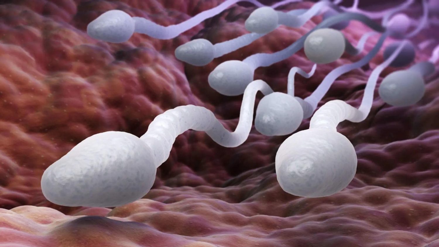 Desvelamos cinco fascinantes secretos del espermatozoide, protagonista clave en el misterioso proceso de fecundación 1 Moncloa CARGA GENÉTICA DEL ESPERMATOZOIDE