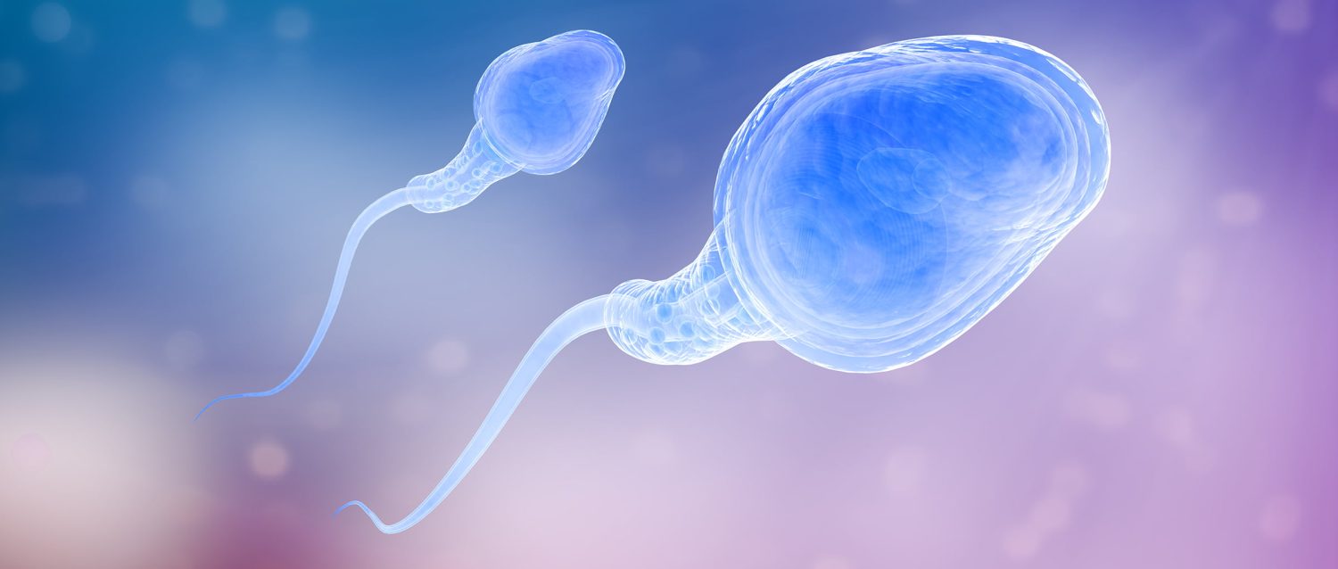 Desvelamos cinco fascinantes secretos del espermatozoide, protagonista clave en el misterioso proceso de fecundación 3 Moncloa LA INFLUENCIA DEL ESTILO DE VIDA