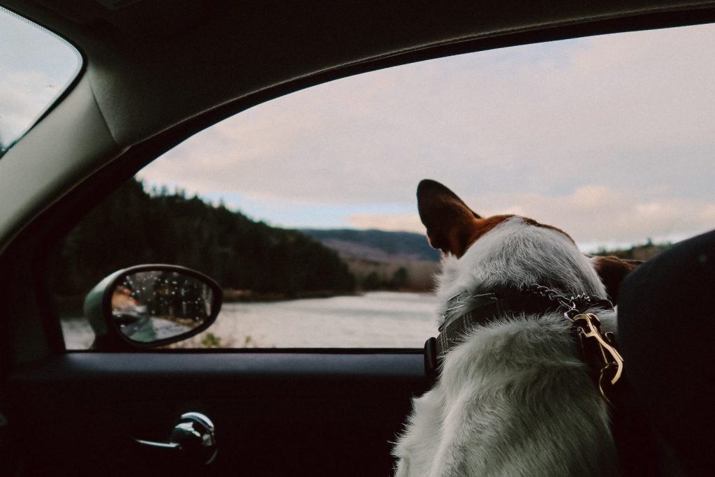 Recomendaciones para viajar con mascotas en coche según Ley de Bienestar Animal 4 Moncloa lauren guardala ipXV8hHzUW8 unsplash Moncloa