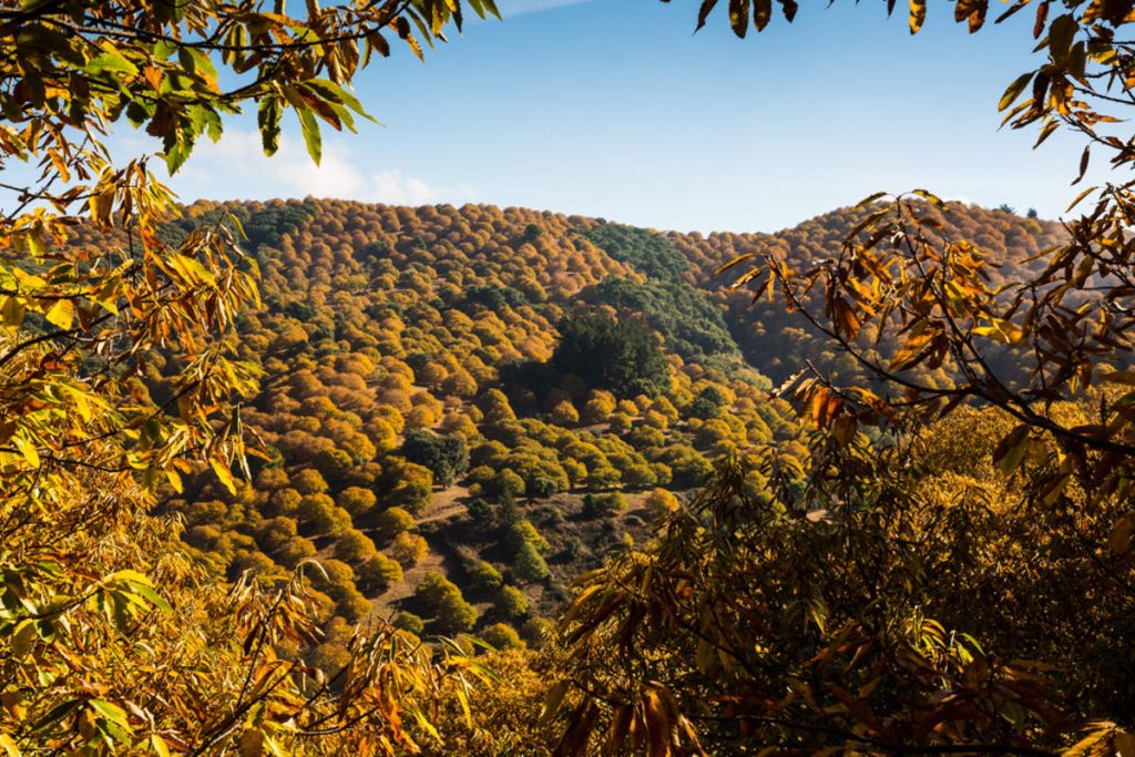 El encanto del otoño en Málaga: un bosque de cobre que deja sin aliento 1 Moncloa mirador d406f2f6 231026152606 1200x800 Moncloa