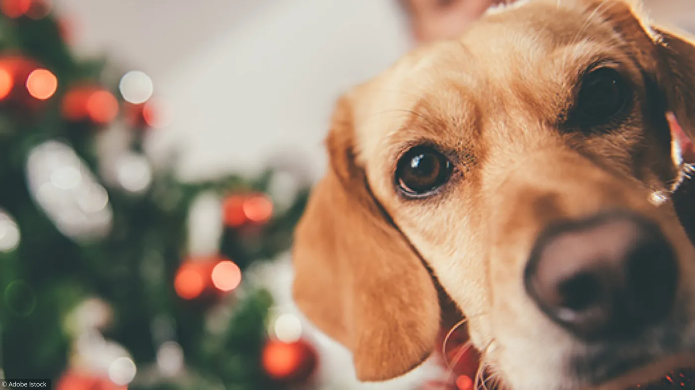 NAVIDAD PERRO NAVIDAD PERRO