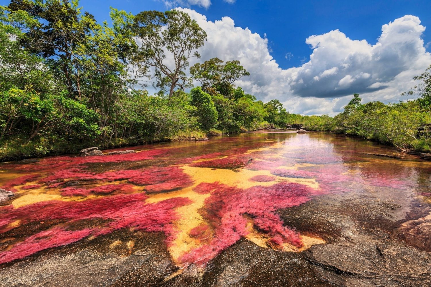 Caño Cristales, joya natural en Latinoamérica: un paraíso que despierta los sentidos y asombra con colores vibrantes 3 Moncloa CONSERVACIÓN EN ACCIÓN: INICIATIVAS LOCALES