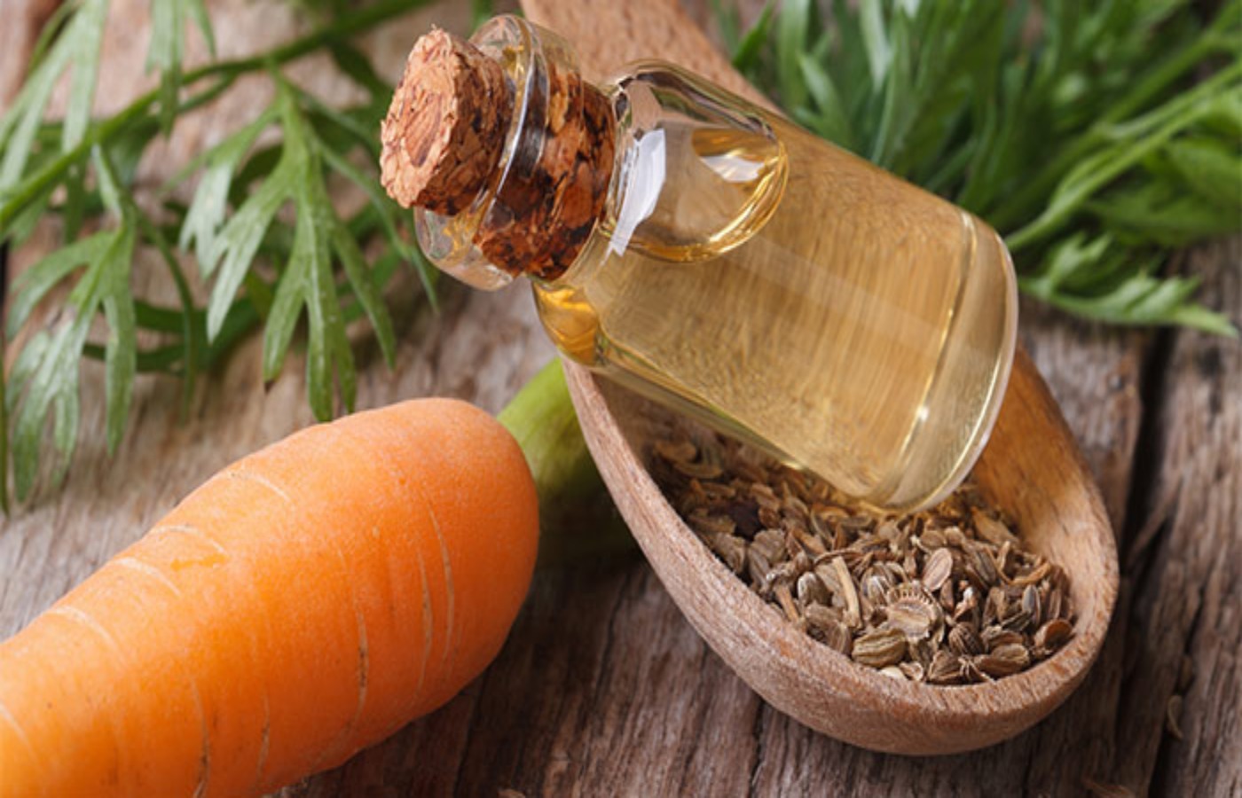 ¡Zanahorias mágicas! Descubre 9 asombrosos favores a tu salud con el néctar dorado de la zanahoria 5 Moncloa ZANAHORIAS: UNA FUENTE DE FIBRAS PREBIÓTICAS