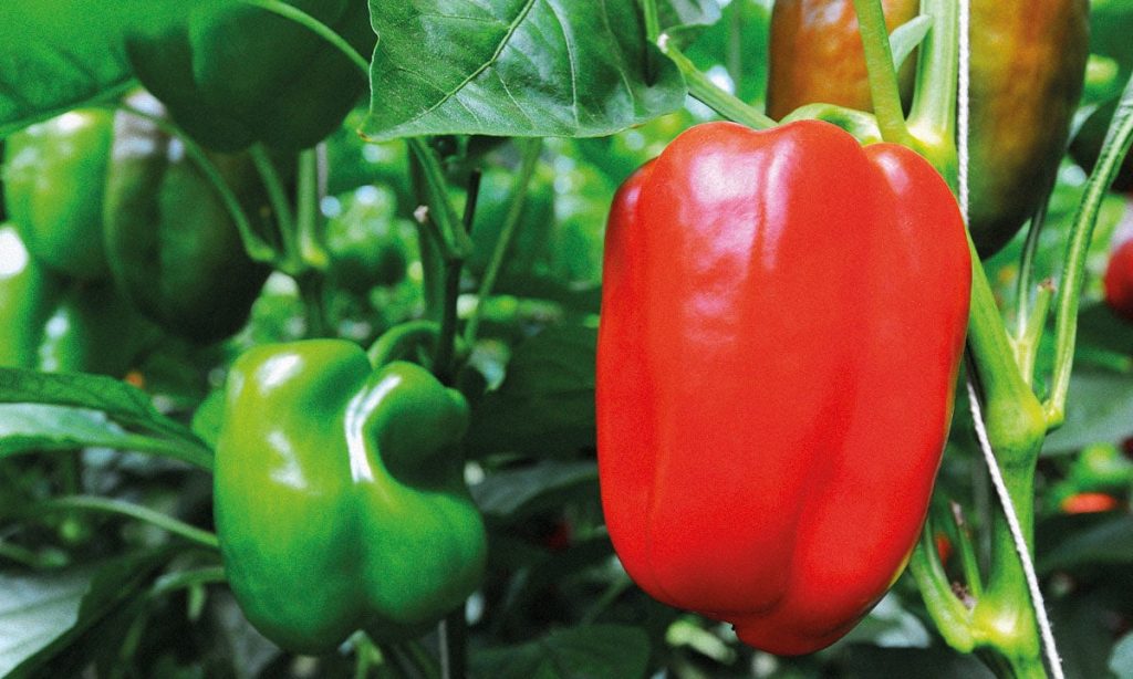 El truco secreto de este famoso chef español para quitar la semillas al pimentón verde 1 Moncloa Blog pebrot Moncloa