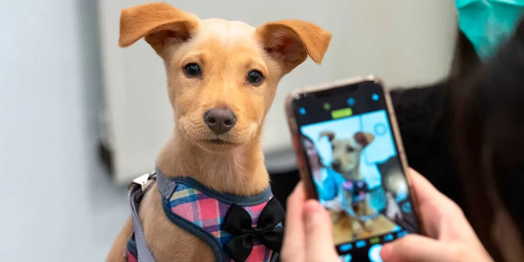 5 apps para rastrear a tu perro desde tu móvil 1 Moncloa Aplicaciones para ayuda a localizar a tu perro