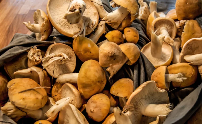 Setas de primavera: El secreto definitivo para que te queden de 10