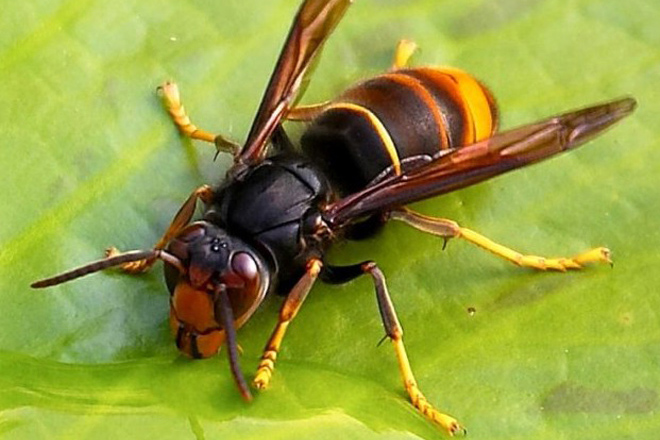 insectos