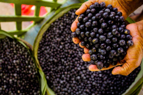 Los 5 mejores superalimentos para un sistema inmunológico fuerte 5 Moncloa El açaí contiene muchas vitaminas A, C y E
