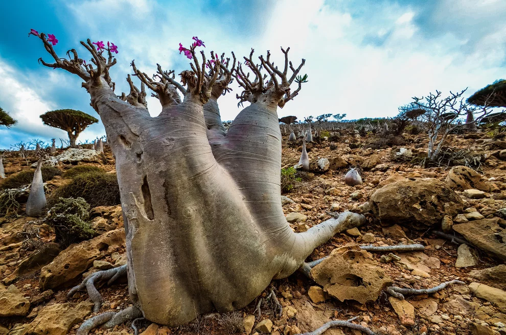 Explora la isla de Socotra: Un destino turístico alienígena 2 Moncloa PAISAJES ALIENÍGENAS