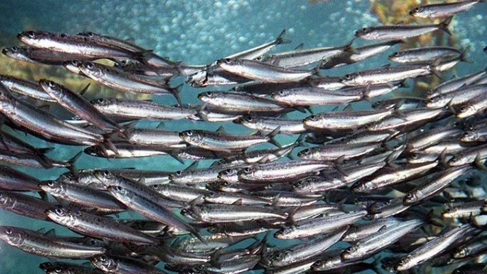 IMPACTO MEDIOAMBIENTAL Y SOSTENIBILIDAD