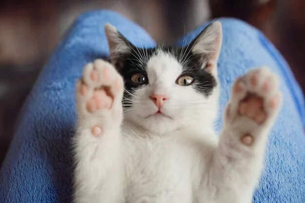 Gato LapiPet