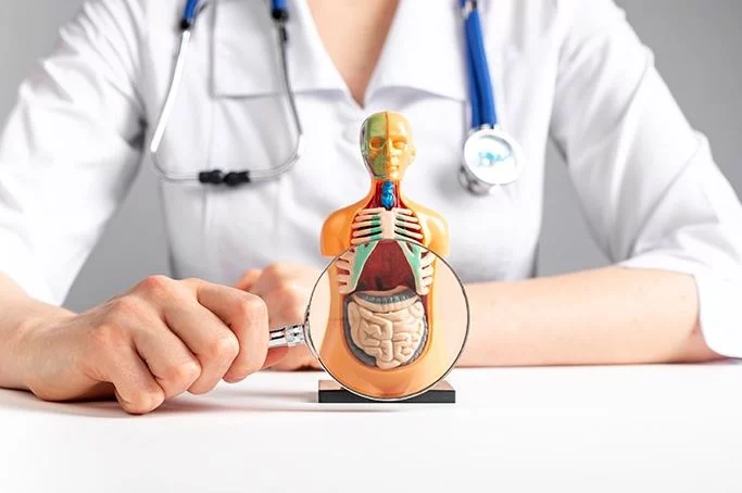 El alimento que mejora tu microbiota intestinal sin la necesidad de suplementos 1 Moncloa Algunos beneficios de las verduras en la microbiota.