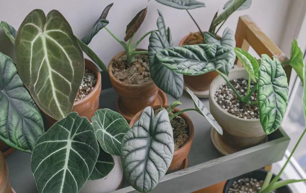 Estas 5 plantas son tóxicas para tu hogar ¡Seguro que alguna tienes! 1 Moncloa Qué hacer cuando las plantas no son seguras para niños y mascotas