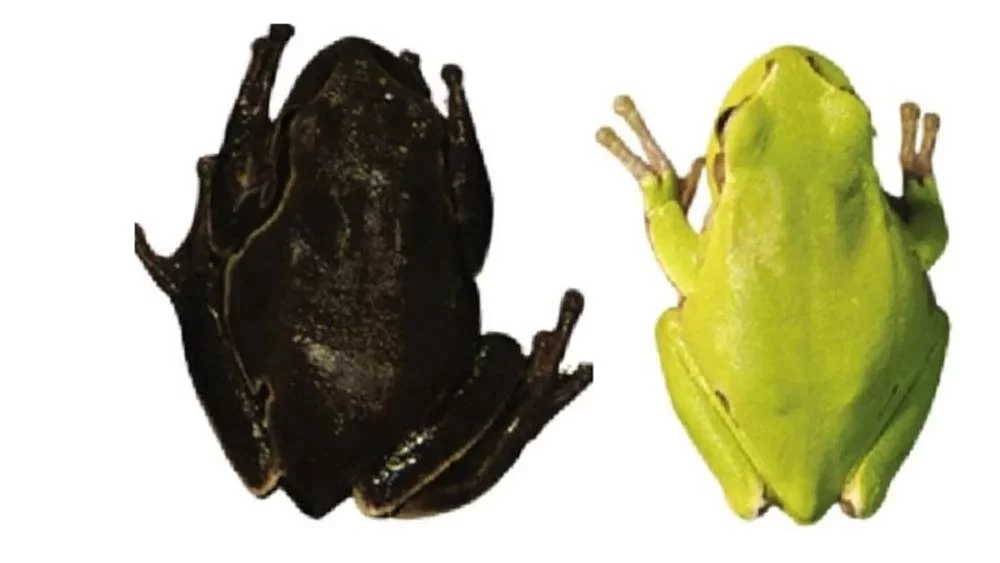 Animales decapitados y plantas mutantes: imágenes de Chernóbil que no te dejarán dormir 1 Moncloa Cuáles son los animales mutantes de Chernobyl