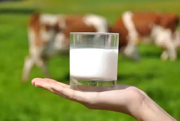 Como médica te confirmo por qué la leche de vaca no es buena para tu salud 1 Moncloa ¿Debo dejar de tomar leche de vaca?