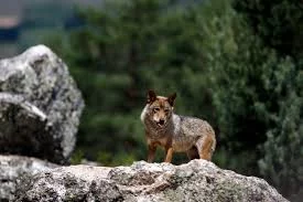 lobo cantabria