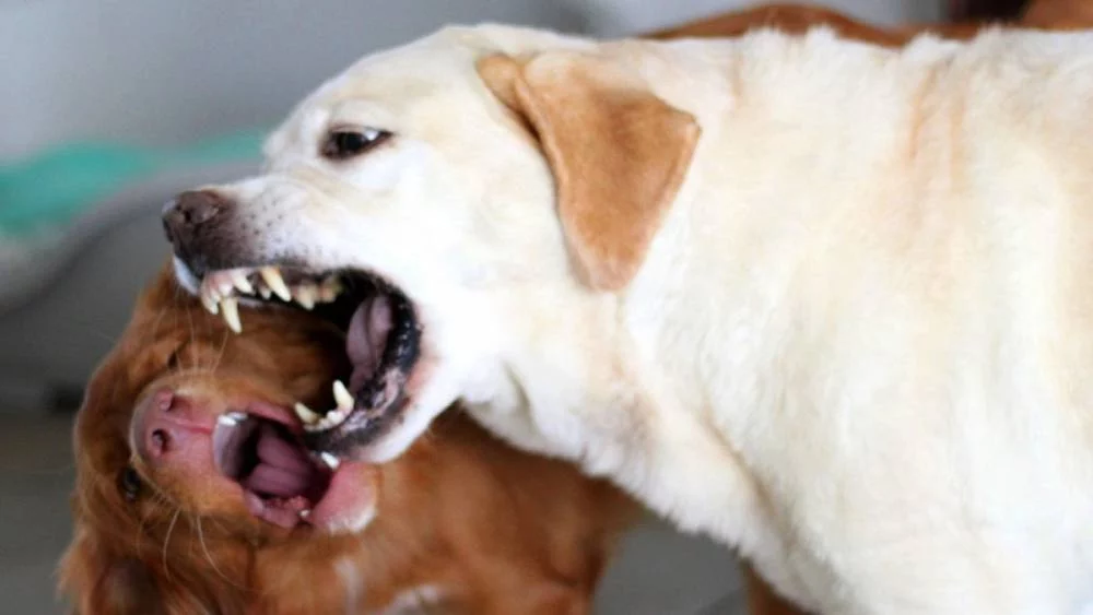 Harvard revela el secreto para que tu perro no muerda a nadie más 1 Moncloa Las recomendaciones de Harvard sobre el comportamiento canino