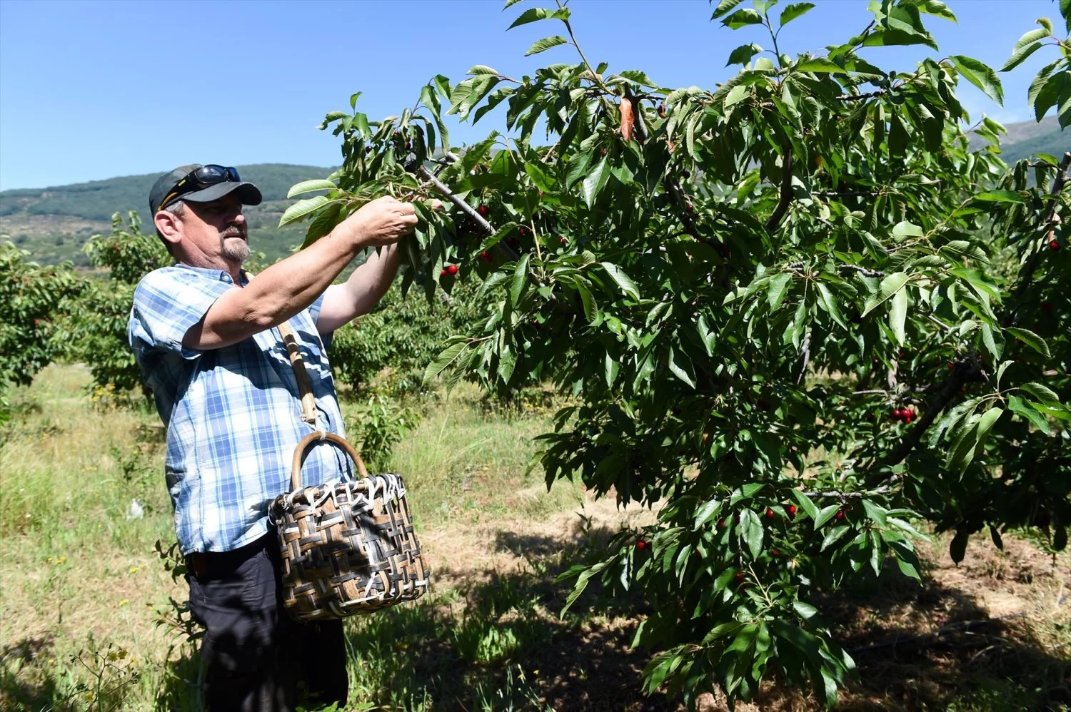 EuropaPress_5991078_varios_agricultores_recoleccion_cerezas_valle_jerte_27_mayo_2024_cabezuela