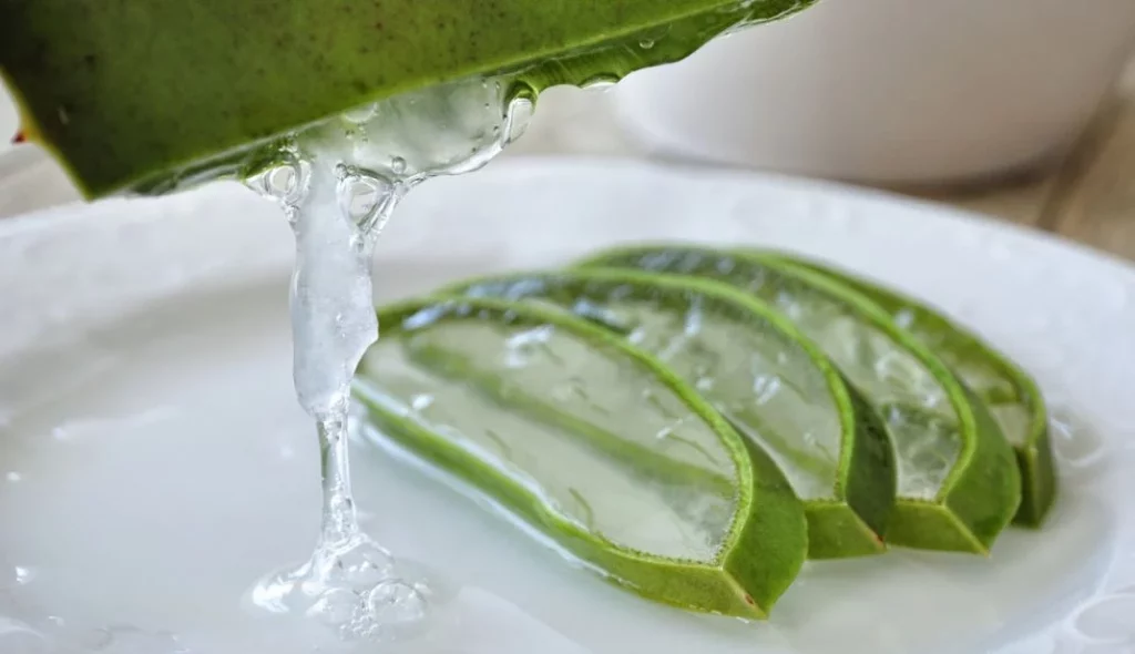 El peligro del aloe vera que pocos conocen y podrían poner en peligro tu salud 1 Moncloa Estos son los peligros que nadie menciona del aloe vera