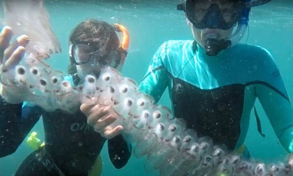Qué son las salpas y por qué están invadiendo las playas españolas 1 Moncloa Temor por las salpas: qué son y qué daño pueden causar