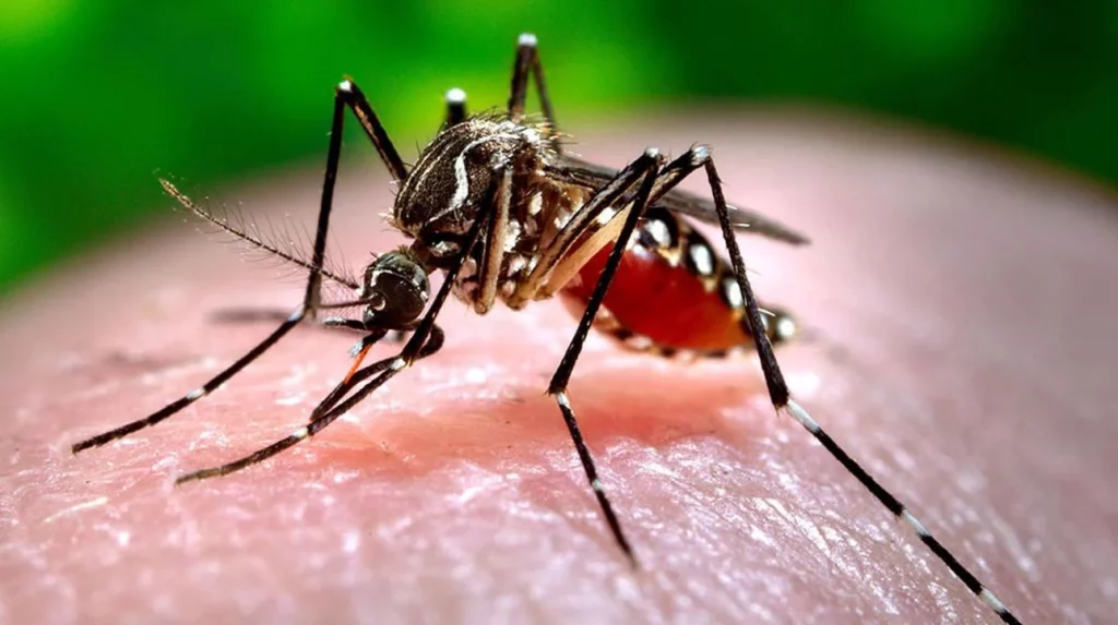 Los bebedores de cerveza son el banquete favorito de los mosquitos por esta razón 1 Moncloa Este es el riesgo que tienen los bebedores de cerveza frente a los mosquitos