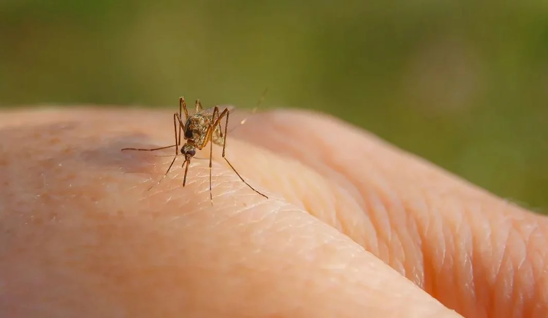 Los bebedores de cerveza son el banquete favorito de los mosquitos por esta razón 2 Moncloa Las medidas para evitar picaduras de mosquitos si eres consumidor de cerveza