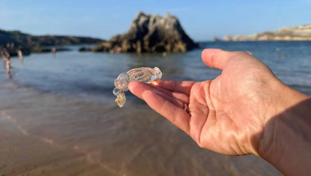 Qué son las salpas y por qué están invadiendo las playas españolas 2 Moncloa Por qué las salpas invadieron las playas de España