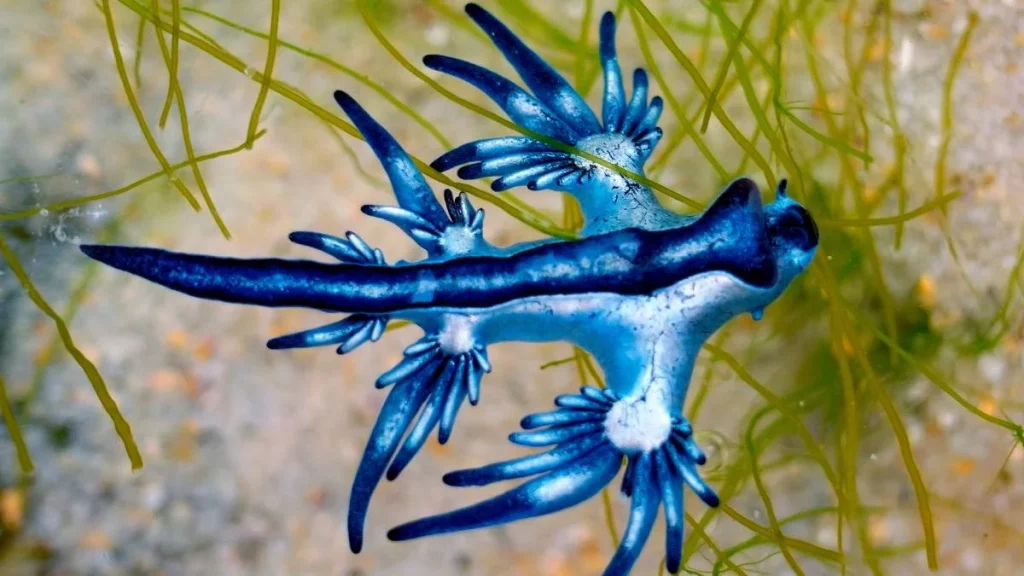 Temor en Gran Canaria por la aparición de dragones azules que obligaron a cerrar las playas 1 Moncloa El alerta del Ayuntamiento de Gran Canaria por la presencia de esta especie