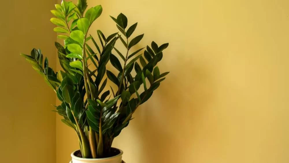 La NASA aconseja este objeto decorativo para una respiración saludable dentro de tu casa 2 Moncloa Las características de esta vegetación que pueden cambiar la calidad de vida, según la NASA