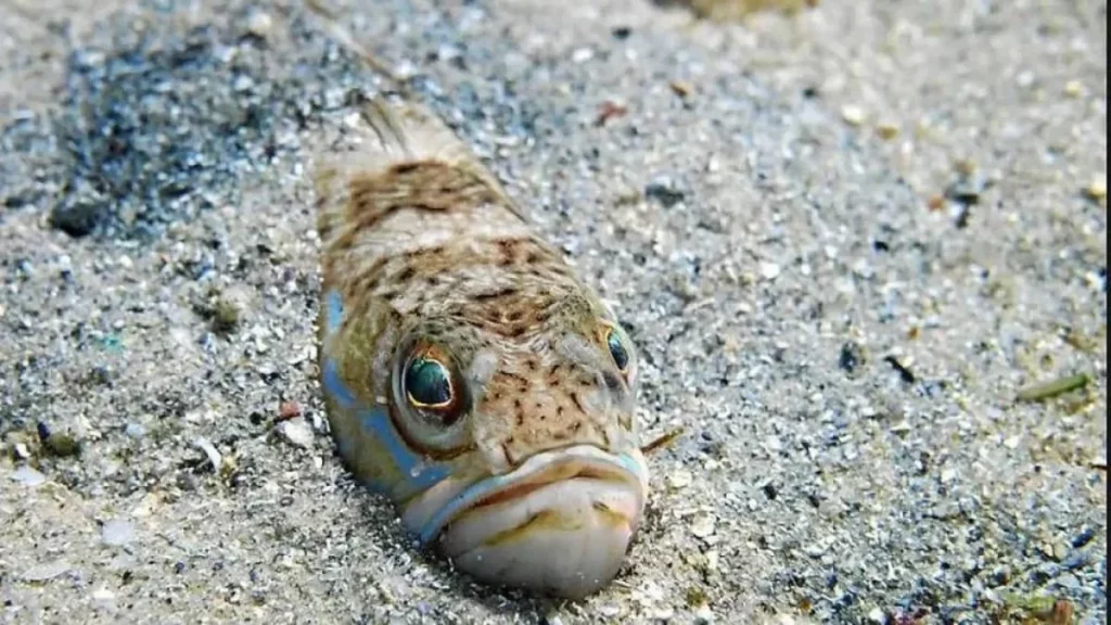 El enemigo oculto en las playas gallegas: se esconde bajo la arena y pica sin compasión 1 Moncloa el pez arana Moncloa