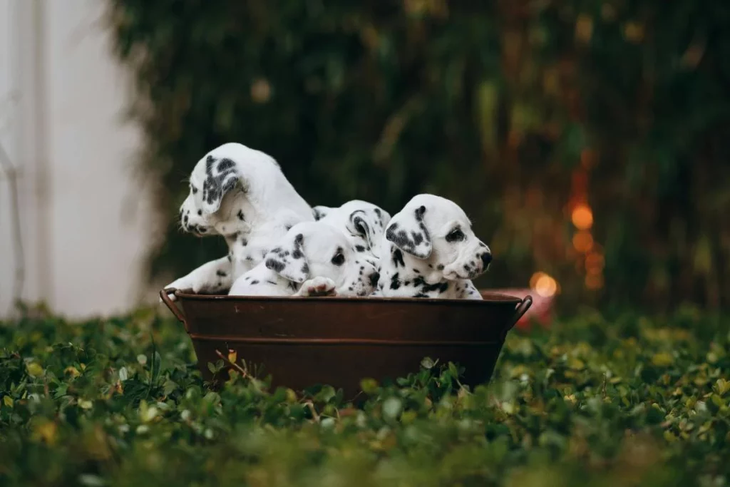 Cuál es la raza de perro que mejor se alinea con tu signo 2 Moncloa La raza y los astros: qué perro es el mejor compañero