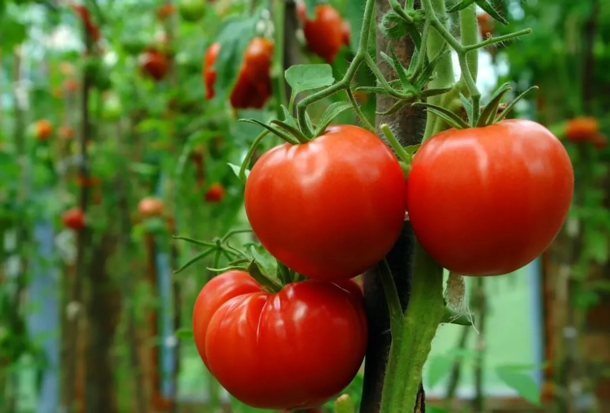 sencillo-truco-sabor-tomates Este sencillo truco mejora el sabor de los tomates del supermercado pero perjudica tu salud