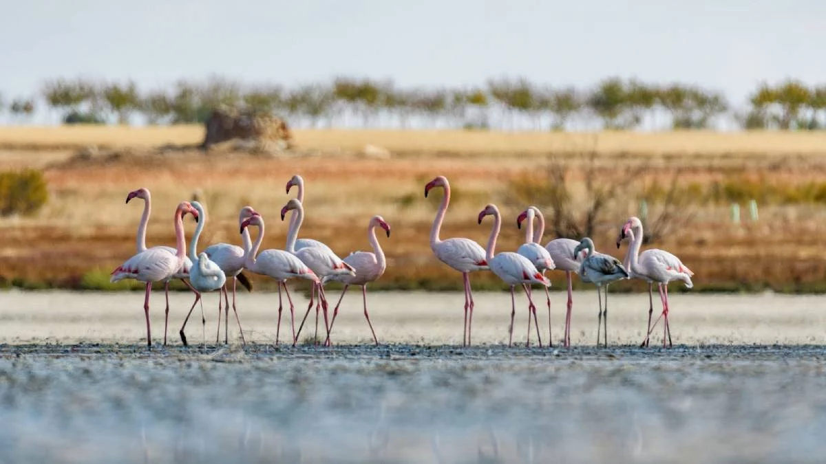 BRU9946_flamencos_Bruno-Duran-FGN_0-1