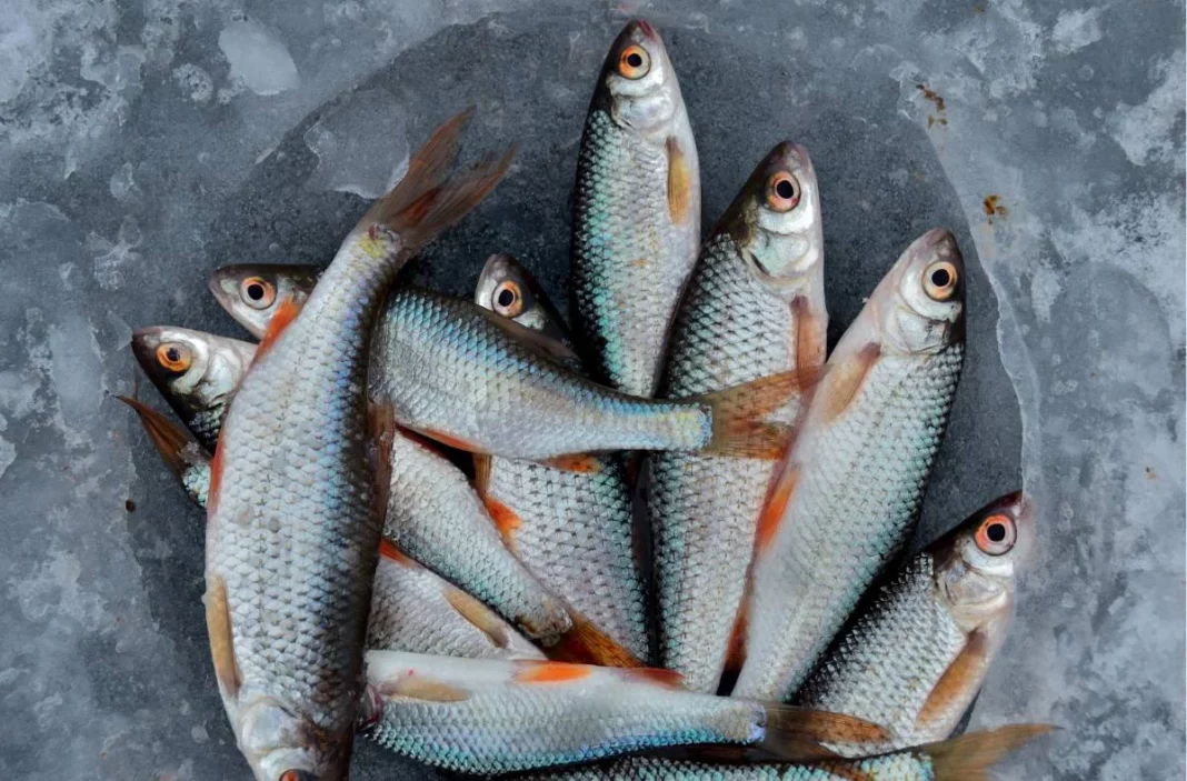 Los 3 pescados con más mercurio que deberías evitar en tu dieta